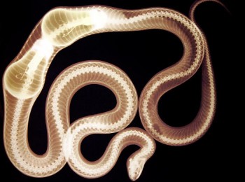 X-Ray of a Snake