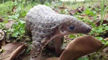Baby Pangolin