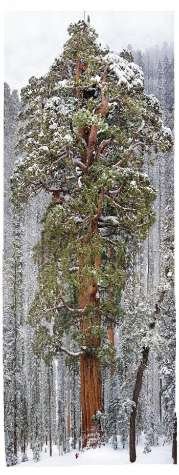 3,200 Year Old Tree