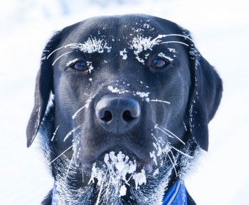 Labdolf the White