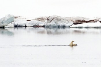 Cub riding its mother