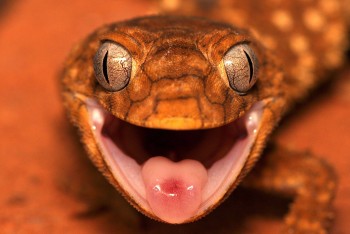 It's Gecko Time!