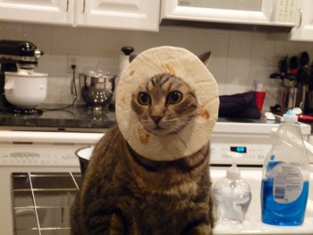 Pita Cat