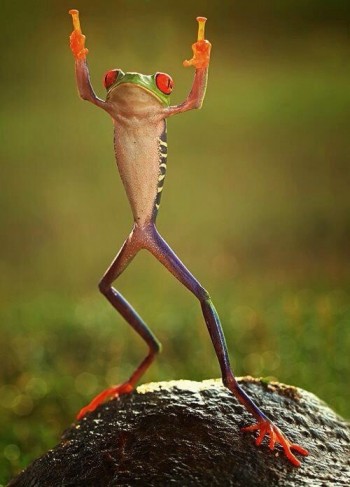 RIght Back At You, Frog