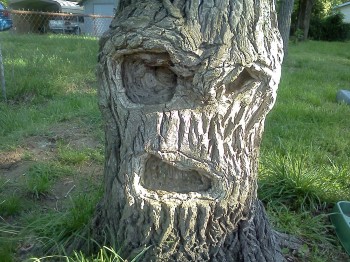Grumpy Tree