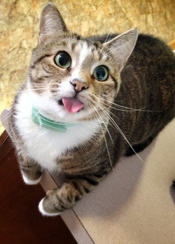 Derp