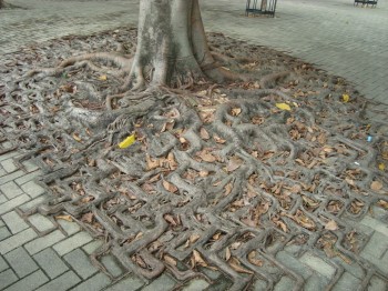 Roots vs Bricks