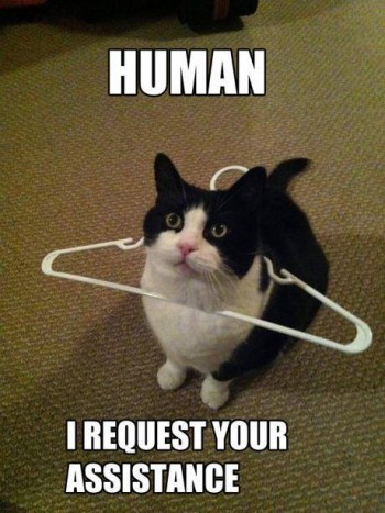 Human