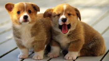 Corgi Puppies