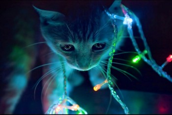 Pretty Lights...