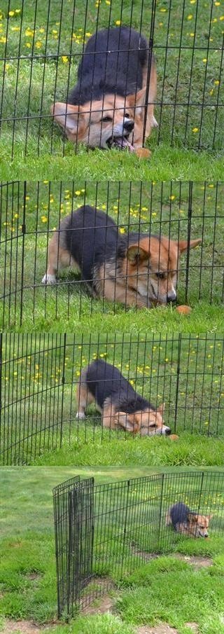 Dogs Are Not Very Smart