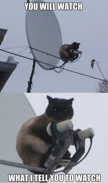 You will watch