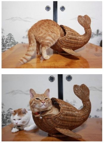 Whale Kitty