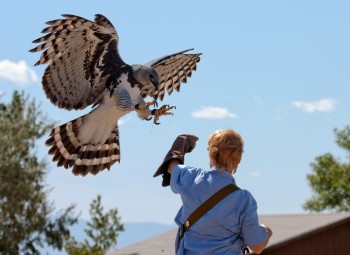 Harpy Eagle