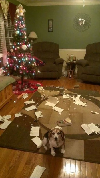 MERRY CHRISTMAS!