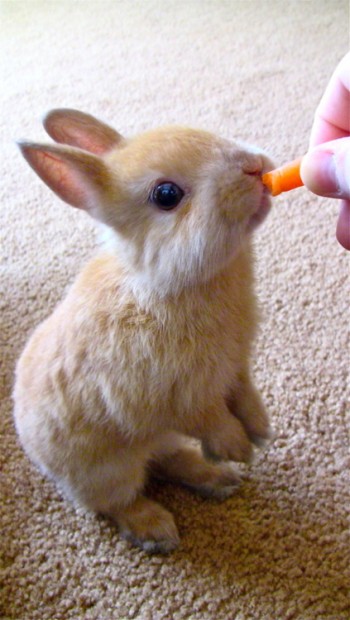Bunny