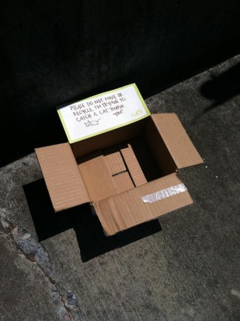 Cat Box