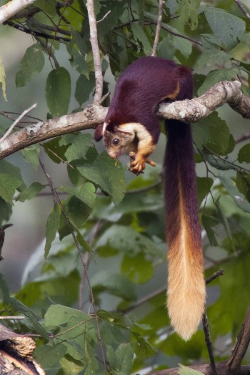 Malabar Giant Squirrel