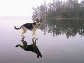 Jesus Dog