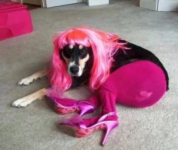 This is what happens when you leave your kids with the dog
