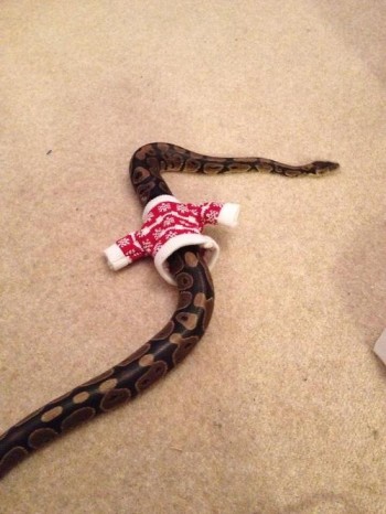 Snake Christmas Sweater