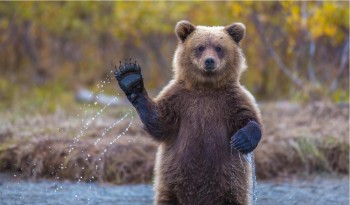 'Ello There!