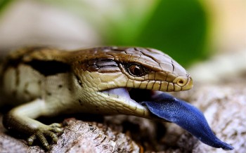 Blue Tongued Skink