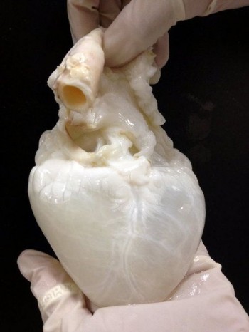 Ghost Organ