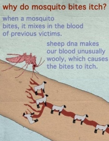 why do mosquito bites itch?
