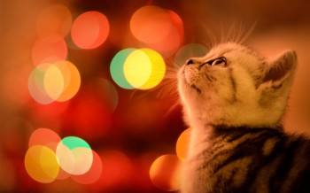 Christmas Kitty