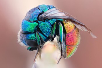 Rainbow Fly