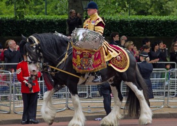 British Army Drum Horse