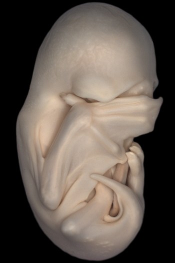 Bat Embryo