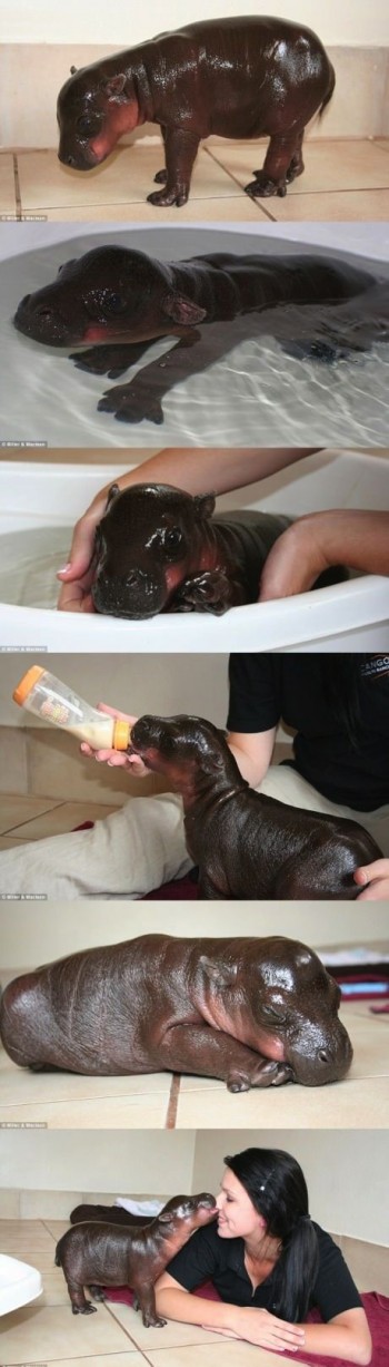 Baby Hippo