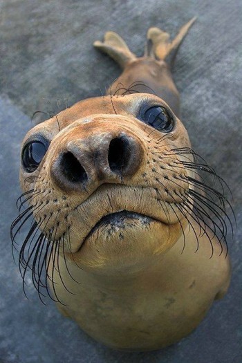 Seal