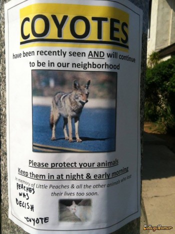 Coyote, you're a dick