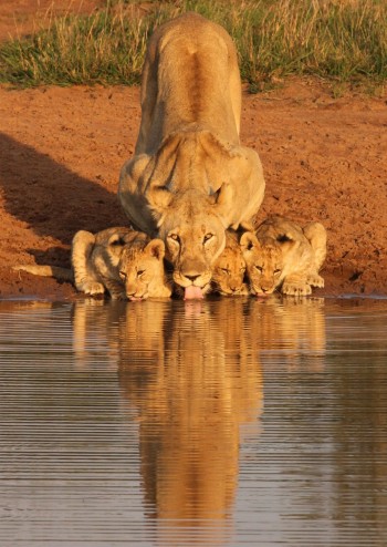 Getting A Drink