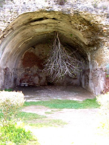 Upside-down Tree