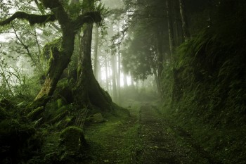 Abandoned Tracks
