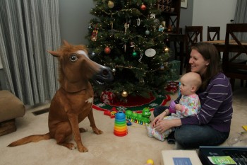 Mini Horse