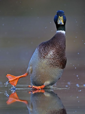 Mallard Slipping