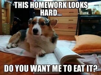 The Dog Ate My Homework