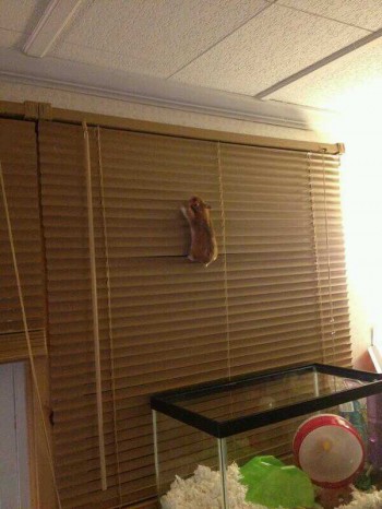 Daring Escape