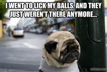 Poor Pug