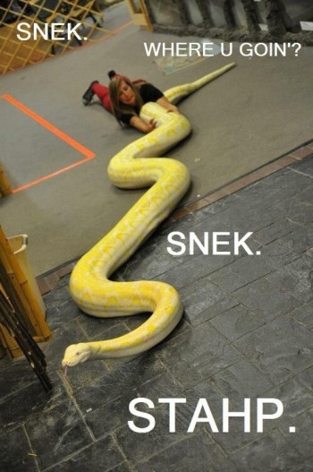 SNEK