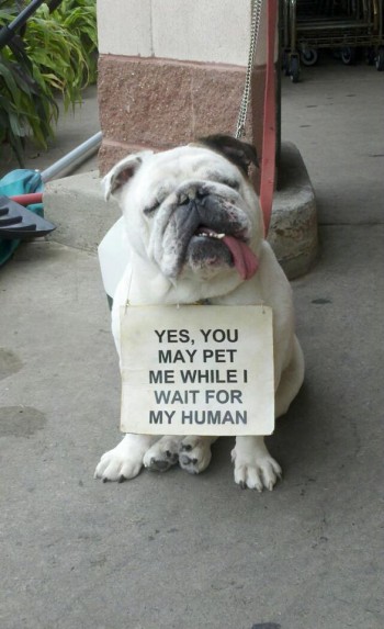 Waiting for his human