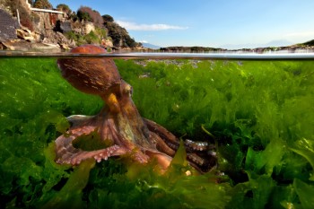 Octopus