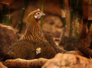Momma Chicken