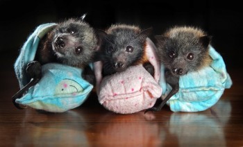 Baby Bats In Mini Sleeping Bags