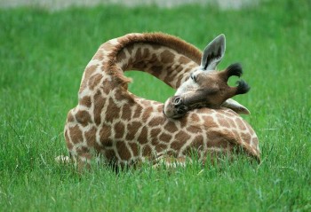 Sleeping Baby Giraffe